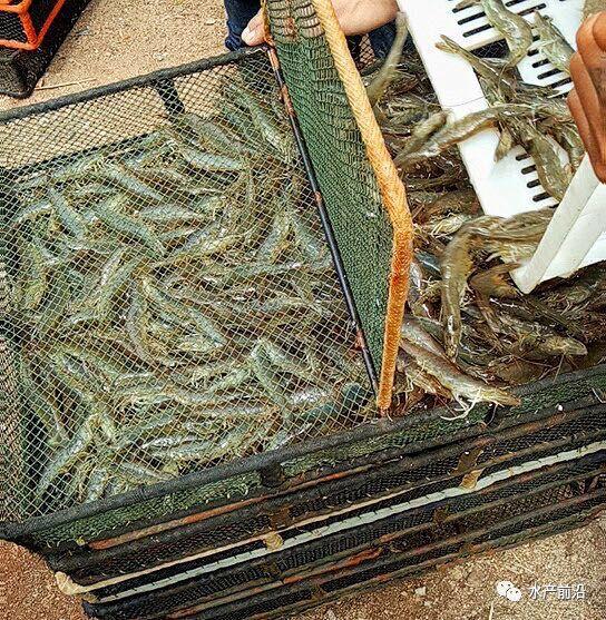 出蝦27斤/立方，連續(xù)三造成功后，工廠化養(yǎng)蝦在他看來并不難！