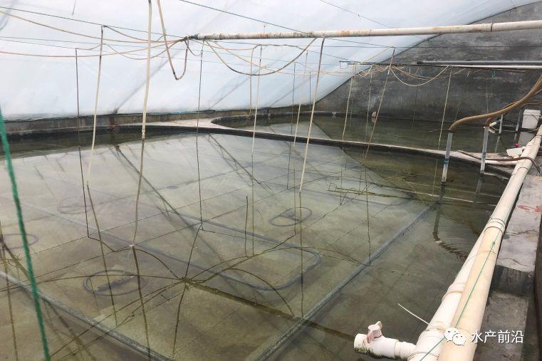 出蝦27斤/立方，連續(xù)三造成功后，工廠化養(yǎng)蝦在他看來并不難！