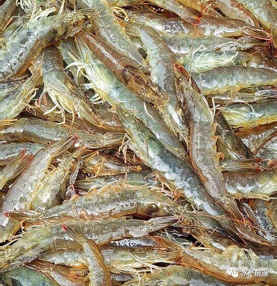 出蝦27斤/立方，連續(xù)三造成功后，工廠化養(yǎng)蝦在他看來并不難！