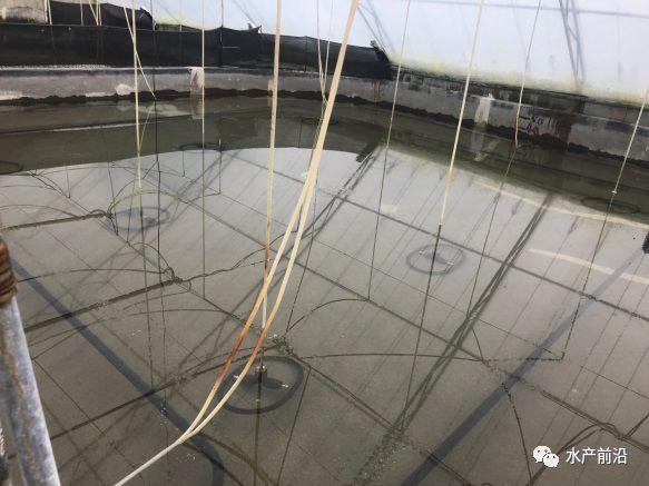 出蝦27斤/立方，連續(xù)三造成功后，工廠化養(yǎng)蝦在他看來并不難！