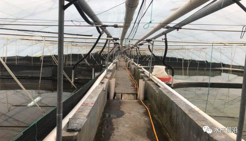 出蝦27斤/立方，連續(xù)三造成功后，工廠化養(yǎng)蝦在他看來并不難！